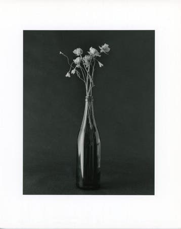 Tenmi Hanagi - FLEURISME-Dead Flowers gelatin silver print