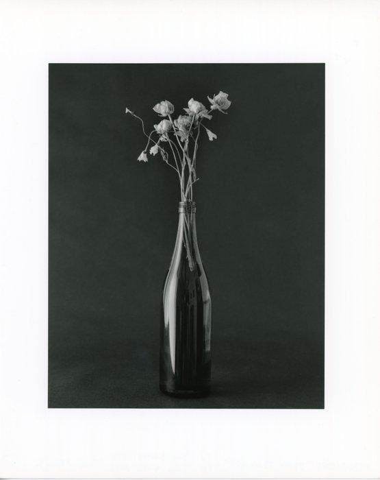 Tenmi Hanagi - FLEURISME-Dead Flowers gelatin silver print, Antiek en Kunst, Kunst | Designobjecten