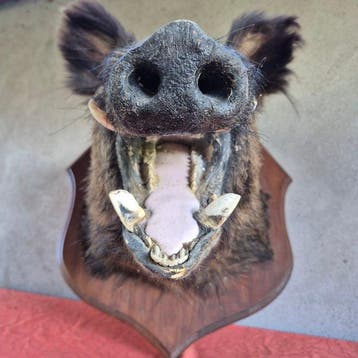 Wild zwijn Taxidermie volledige montage - Sus scrofa -