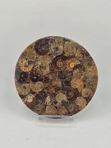 Ammoniet - Gefossiliseerd dier - Aioloceras (Cleoniceras)
