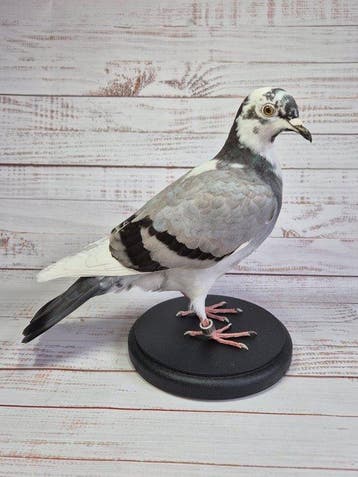 Duif Taxidermie volledige montage - Columba livia domestica-, Nieuw