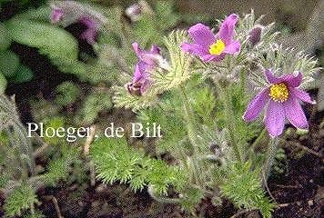 Pulsatilla vulgaris, wildemanskruid, paars, P9, Ophalen of Verzenden, Lente, Vaste plant, Volle zon
