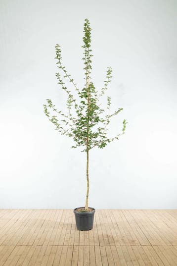 Acer campestre hoogstam 12/14 cm