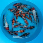 Wekelijkse Japanse Koi Veiling vanaf €1, Karper of Koi