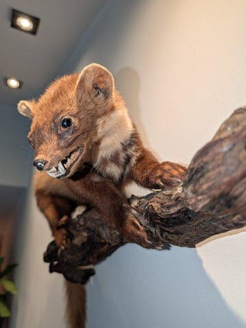 Pine Marten Taxidermie wandmontage - Martes martes - 35 cm -