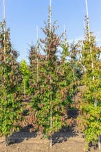 Parrotia persica beveerd