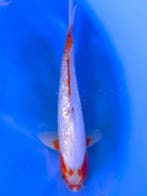 HQ Yuki Asagi van Yamaju  40cm (Japanse Koi), Dieren en Toebehoren, Vissen | Vijvervissen, Karper of Koi