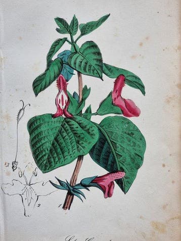 Felice Cassone (1815/ 1854) - Lot. of 9 sheets - Flora