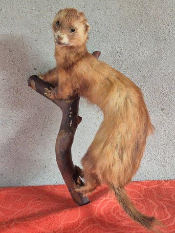 fret Taxidermie wandmontage - Mustela furo - spécimen adulte, Verzamelen, Nieuw