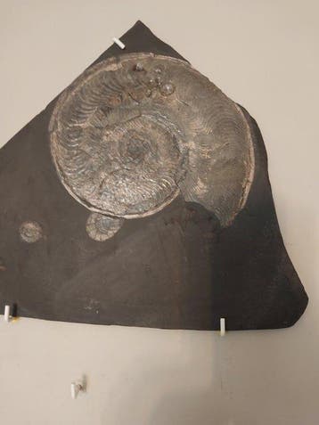 Ammoniet - Gefossiliseerde schelp - 40 cm - 35 cm, Verzamelen, Mineralen en Fossielen