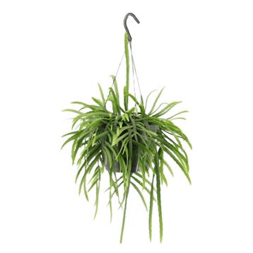 Green Bubble - Lepismium Bolivianum hangplant - 25 cm, Huis en Inrichting, Kamerplanten, Ophalen of Verzenden