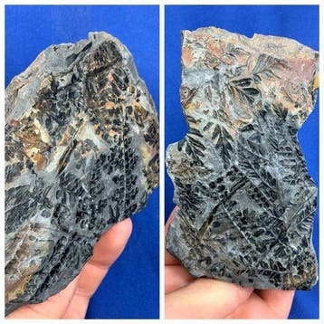 Twee prachtige plantenfossielen - Gefossiliseerde plant -