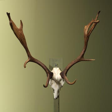Damhert Gewei Taxidermie Opgezette Dieren By Max, Ophalen of Verzenden, Nieuw, Wild dier, Opgezet dier