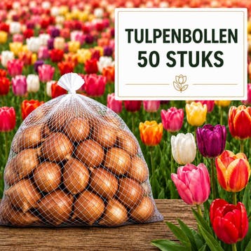 Tulpenbollen Mix 50 Stuks – Extra Grote Bollen 12+, Voorjaar, Bloembol