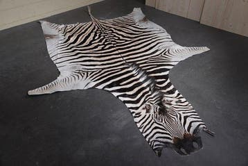 Plains Zebra Skin with Head Gewei - Equus quagga - 285 cm -, Verzamelen, Dierenverzamelingen, Nieuw