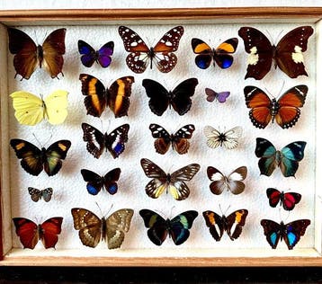Compleet lot van 25 stuks zeer zeldzame exotische, Verzamelen, Nieuw