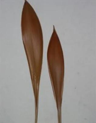Coco boat Galera leaf ca. 60-80 cm, Ophalen of Verzenden, Nieuw