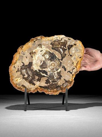 Prachtige schijf versteend hout op een op maat gemaakte