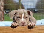 Old English Bulldog pups! t Gezonde type. Mogen mee!, Parvo, Nederland, 8 tot 15 weken, Bulldog