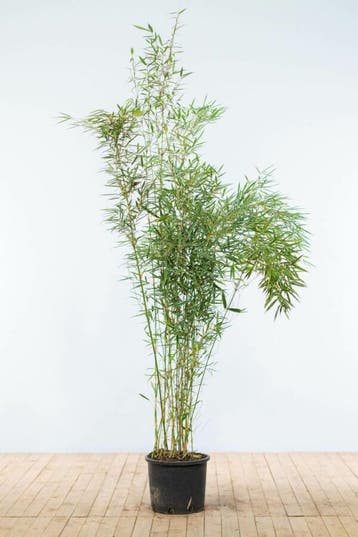 Bamboe Fargesia robusta Campbell Haag 175-200 Pot, Tuin en Terras