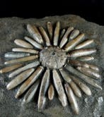 Fossiele zeester!!! - Schild met radiolen - Gefossiliseerd, Verzamelen