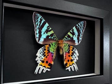 Vlinder Taxidermie volledige montage - Urania Ripheus - 15