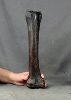 Enorm paardenbeen - Gefossiliseerd dier - Equus caballus -