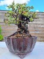 Chaneomeles speciosa bonsai in prachtige bonsaischaal -
