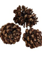 Dennenappels pinea / maritima grote dennenappel naturel, Ophalen of Verzenden, Nieuw