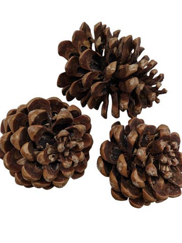 Dennenappels pinea / maritima grote dennenappel naturel, Ophalen of Verzenden, Nieuw