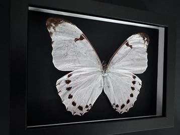 Vlinder Taxidermie volledige montage - Morpho Luna - 15 cm -