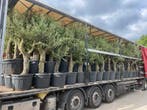 Bestel online uw palmen, olijfboom, cipressen, vijgenboom!!!, Ophalen of Verzenden, In pot, Olijfboom, 100 tot 250 cm