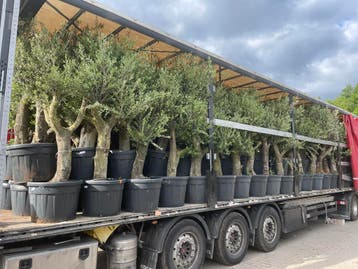 Bestel online uw palmen, olijfboom, cipressen, vijgenboom!!!, Tuin en Terras, Planten | Bomen, Ophalen of Verzenden, In pot, Olijfboom