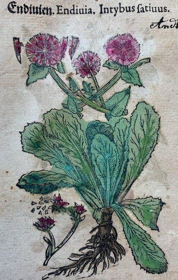 Pietro Andrea Mattioli - Original hand-colored leaf from