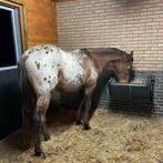 Kunststof slow-feeder hooiruif 140 liter (HAY BAR), Weidegang, 2 of 3 paarden of pony's