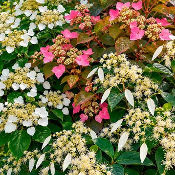 Klimhortensia Tuin Collectie – 3 Planten Sierplanten, Tuin en Terras, Verzenden, Hortensia, Struik