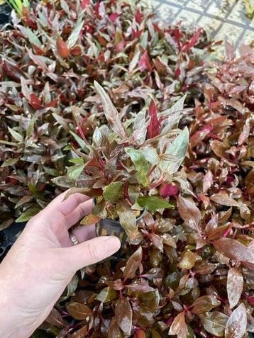 Alternanthera Cardinals (Aquariumplanten), Dieren en Toebehoren, Verzenden, Nieuw, Plant(en), Steen of Hout