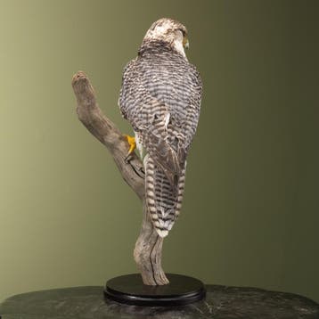 Hybride Valk Taxidermie Opgezette Dieren By Max, Ophalen of Verzenden, Nieuw, Vogel, Opgezet dier