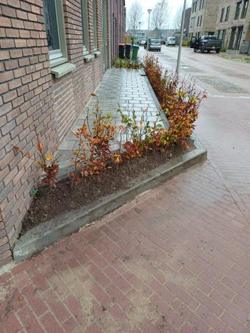 Beukenhaag Aktie Fagus sylvatica Haagplanten rode beukenhaag, Ophalen of Verzenden, Beukenhaag, Haag, 100 tot 250 cm