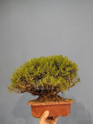 Rozemarijn Bonsai - Hoogte (boom): 25 cm - Diepte (boom): 22