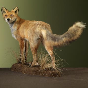 Vos Taxidermie Opgezette Dieren By Max, Ophalen of Verzenden, Nieuw, Wild dier, Opgezet dier