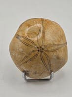 Fossiele zee-egel (echinoïde) – Gepolijst exemplaar met, Verzamelen