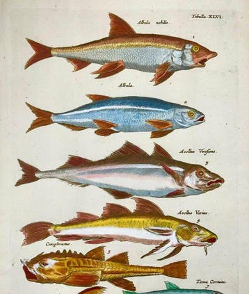 Matthäus Merian (1593-1650) - hand coloured engraving: