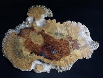 Large Japanese Natural Live Edge Burl Wood Flower Stand -
