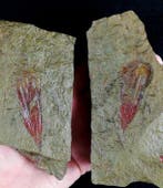 Primitief enigmatisch dier!!! - Conularia - Gefossiliseerd