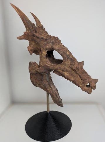 Fossiele schedel - Dracorex hogswartsia - Museum-Grade
