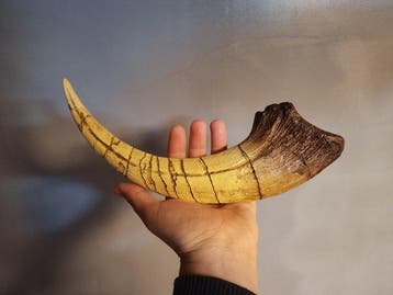 Monolophosaurus - Gefossiliseerd dier - Monolophosaurus