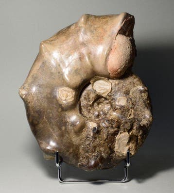 stekelige ammoniet - Gefossiliseerde schelp - Mammites