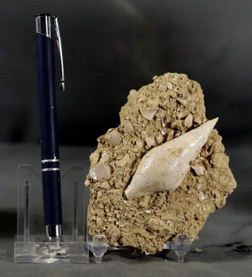 Uitzonderlijke fossiele schelp - op originele matrix -, Verzamelen, Mineralen en Fossielen