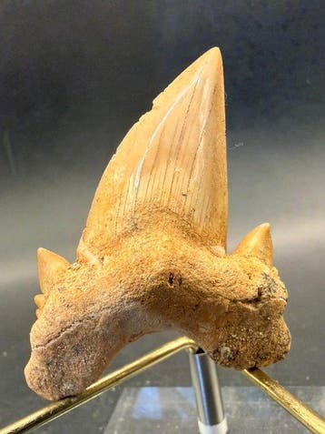 Haai - Fossiele tand - Otodus obliquus - 6.8 cm (Zonder, Verzamelen, Mineralen en Fossielen